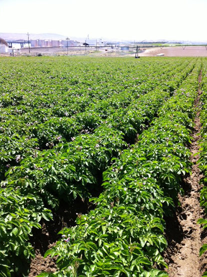 Organic Farm